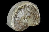 Fossil Ammonite (Hoploscaphites) - South Dakota #117167-1